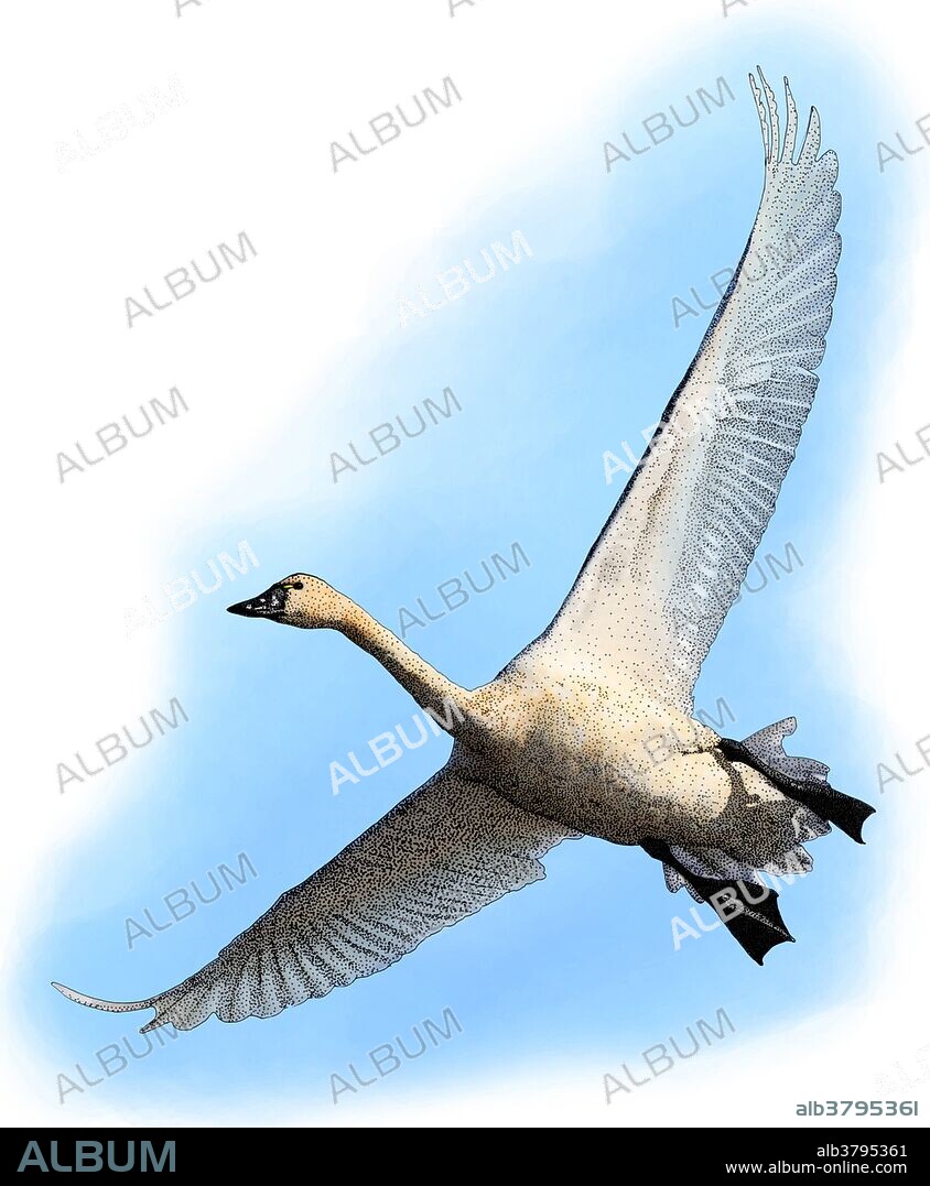 Illustration of the Tundra Swan (Cygnus columbianus), a small swan that breeds in Arctic and subarctic tundra across the world.