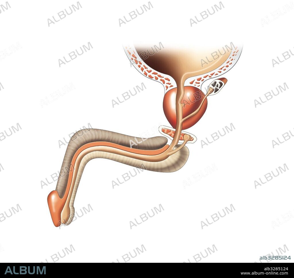 Male urethra.