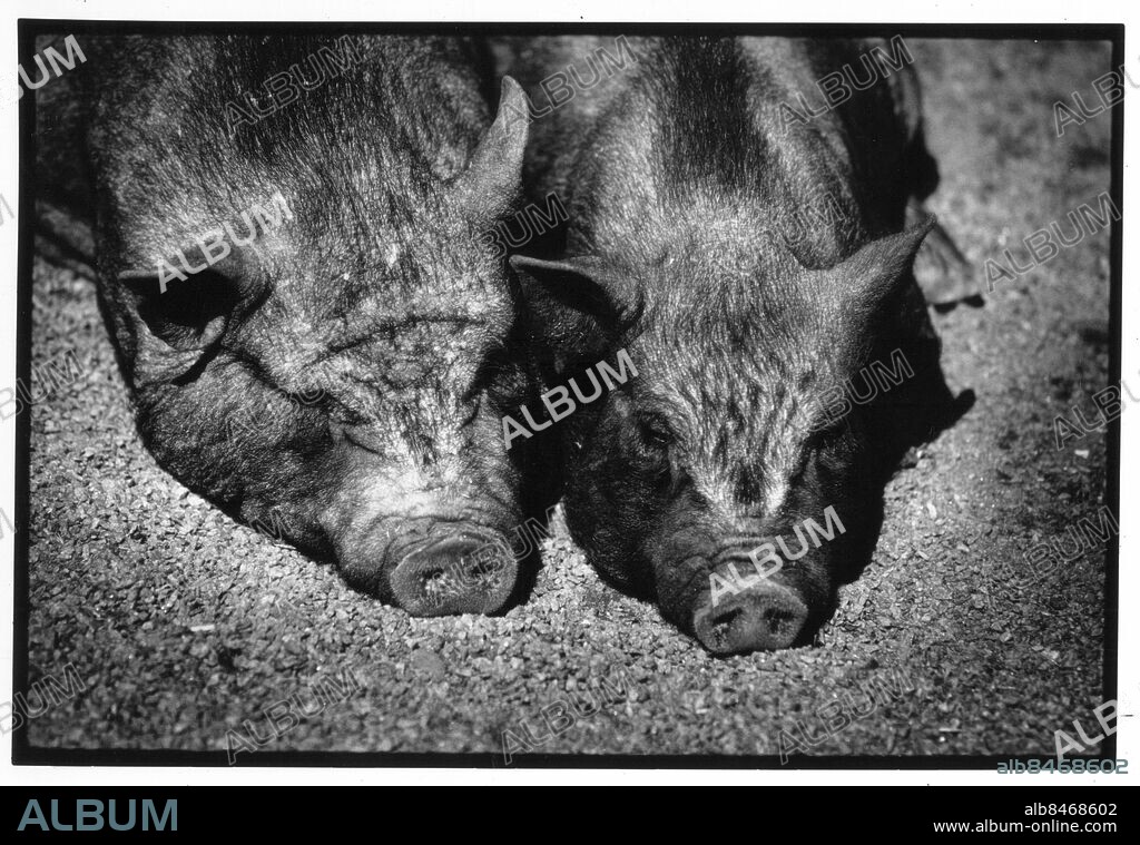 7 maj 1991. Barnens zoo i Slottsskogen, grisar. foto: Per Wahlberg/GP *** Local Caption *** . KAMERAREPORTAGE.