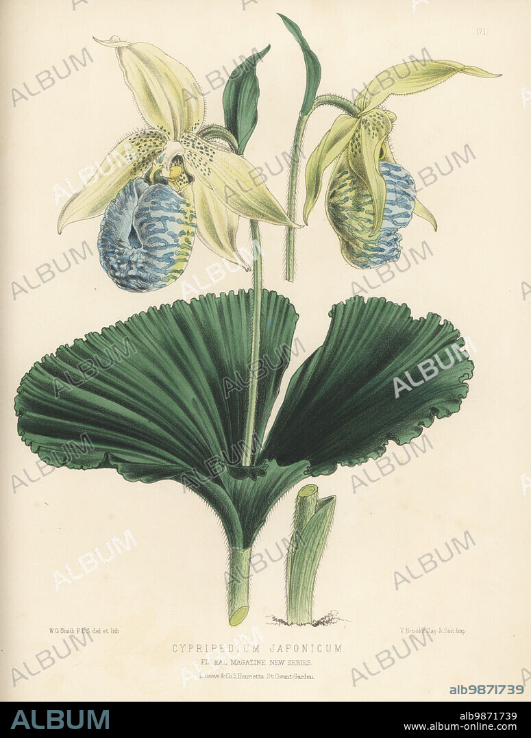 Japanese cypripedium or Korean lady's slipper orchid, Cypripedium japonicum. Native to Japan, Korea and China. Endangered. Imported by New Plant and Bulb Company, Lion Walk, Colchester. Handcolored botanical illustration drawn and lithographed by Worthington George Smith from Henry Honywood Dombrain's Floral Magazine, New Series, Volume 4, L. Reeve, London, 1875. Lithograph printed by Vincent Brooks, Day & Son.