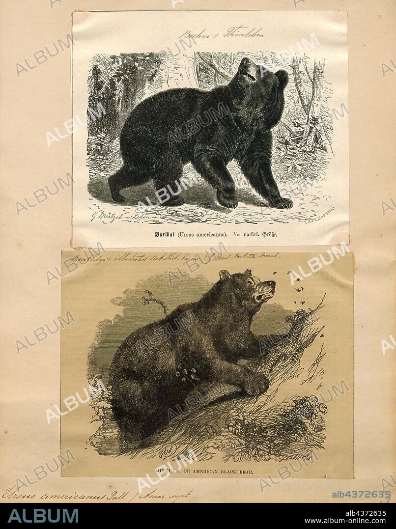 Ursus americanus, Print, The American black bear (Ursus americanus) is a medium-sized bear native to North America. It is the continent's smallest and most widely distributed bear species. American black bears are omnivores, with their diets varying greatly depending on season and location. They typically live in largely forested areas, but do leave forests in search of food. Sometimes they become attracted to human communities because of the immediate availability of food. The American black bear is the world's most common bear species., 1700-1880.