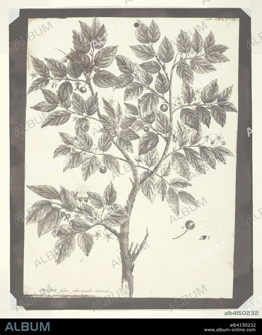 Copy of Botanical Engraving of "Celtis". William Henry Fox Talbot; English, 1800-1877. Date: 1840-1845. Dimensions: 21.5 × 16 cm (image); 23.2 × 18.7 cm (paper). Salted paper print. Origin: England.