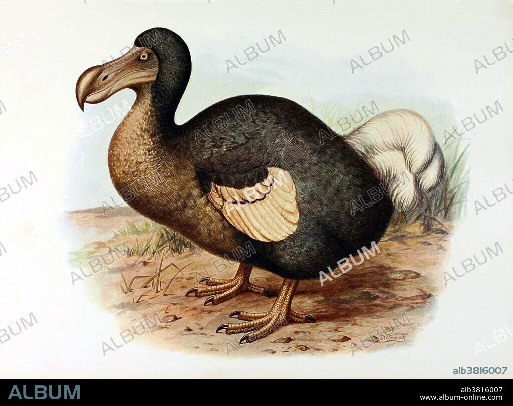 Didus cucullatus (Didus and Raphus being names for the dodo genus used by different authors of the time). The Dodo is an extinct flightless bird. Its external appearance is evidenced only by paintings and written accounts from the 17th century. Because these vary considerably, and because only a few sketches are known to have been drawn from live specimens, its exact appearance in life remains a mystery, and little is known with about its habitat and behavior Roughly the size of a swan, it was heavily-built, flightless and clumsy. Two species were known with certainty: the common dodo Raphus cucullatus from Mauritius which became extinct between 1665 and 1670, and the Rodriguez solitaire (Pezophaps solitaria) from the neighboring island of Rodriguez, which died out around 1761. The dodo's numbers quickly dwindled following the arrival of humans to these isolated habitats. All but defenseless these birds were ill-equipped to cope with the new hunters and the competition from other introduced animal species. The Dodo achieved widespread recognition from its role in the story of Alice in Wonderland. Taken from "Extinct birds : an attempt to unite in one volume a short account of those birds which have become extinct in historical times : that is, within the last six or seven hundred years : to which are added a few which still exist, but are on the verge of extinction" by Baron Lionel Walter Rothschild, 1907.