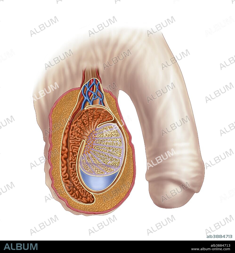 Querschnitt der Hodenanatomie