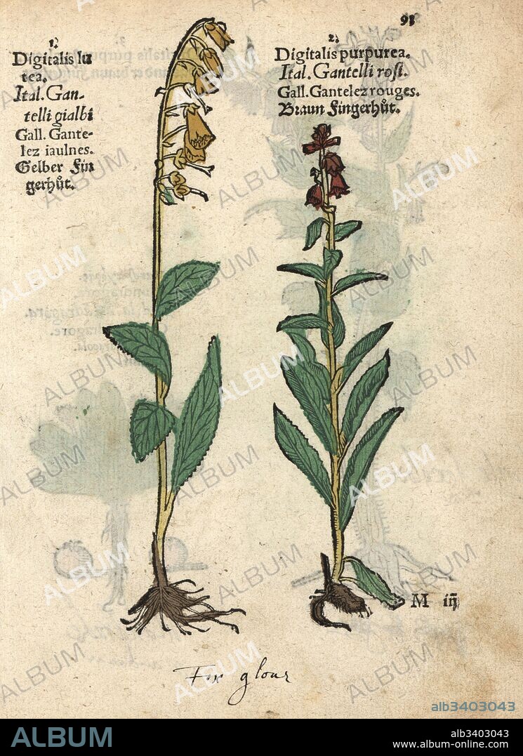 Yellow foxglove, Digitalis lutea, and common foxglove, Digitalis purpurea. Handcoloured woodblock engraving of a botanical illustration from Adam Lonicer's Krauterbuch, or Herbal, Frankfurt, 1557. This from a 17th century pirate edition or atlas of illustrations only, with captions in Latin, Greek, French, Italian, German, and in English manuscript.