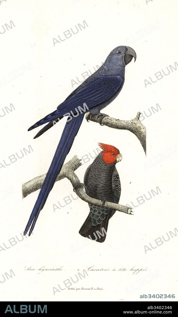 Spix's macaw, Cyanopsitta spixii (critically endangered) and gang-gang cockatoo, Callocephalon fimbriatum. Handcoloured copperplate engraving from Rene Primevere Lesson's Complements de Buffon, Pourrat Freres, Paris, 1838.