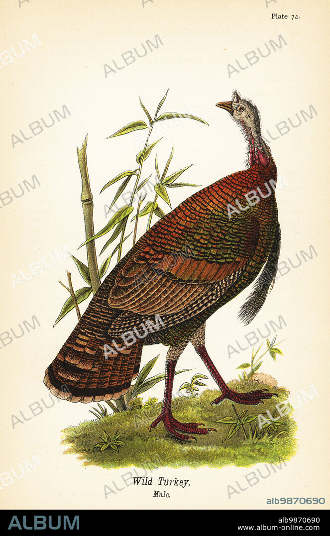 Wild turkey, Meleagris gallopavo, male. Chromolithograph after an ornithological illustration by John James Audubon from Benjamin Harry Warrens Report on the Birds of Pennsylvania, E.K. Mayers, Harrisburg, 1890.