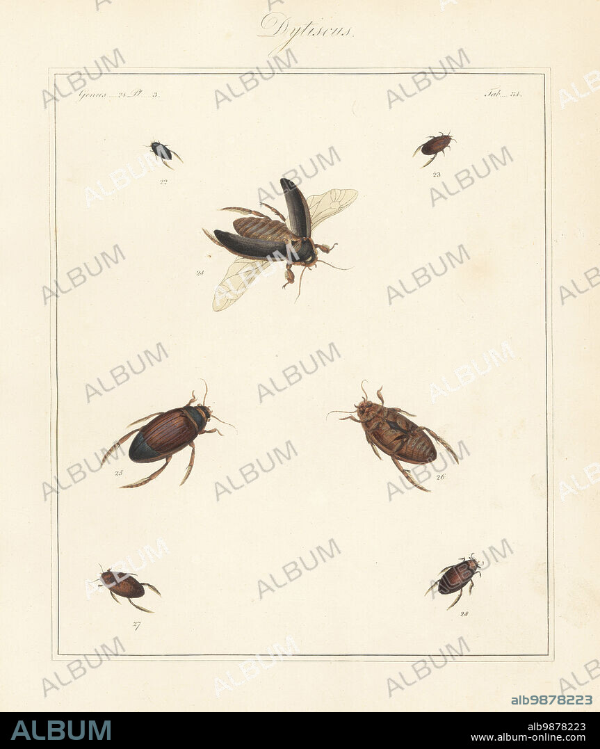 Great diving beetle, Dytiscus marginalis 24, Dytiscus semistriatus 25,26, Colymbetes striatus 27, and lesser silver water beetle, Hydrochara caraboides 28, unknown Dytiscus species 22,23. Handcoloured copperplate engraving from Thomas Martyns The English Entomologist, Exhibiting all the Coleopterous Insects found in England, Academy for Illustrating and Painting Natural History, London, 1792.