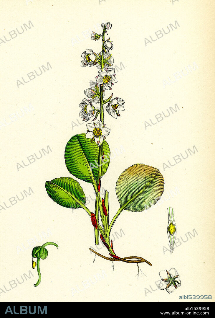 Pyrola rotundifolia, var. genuina; Round-leaved Winter-green, var. a..