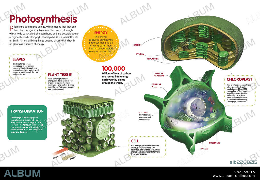 Photosynthesis. Infographic about the process of photosynthesis, what it is about, and the organs and cells of the plant that take part of it.