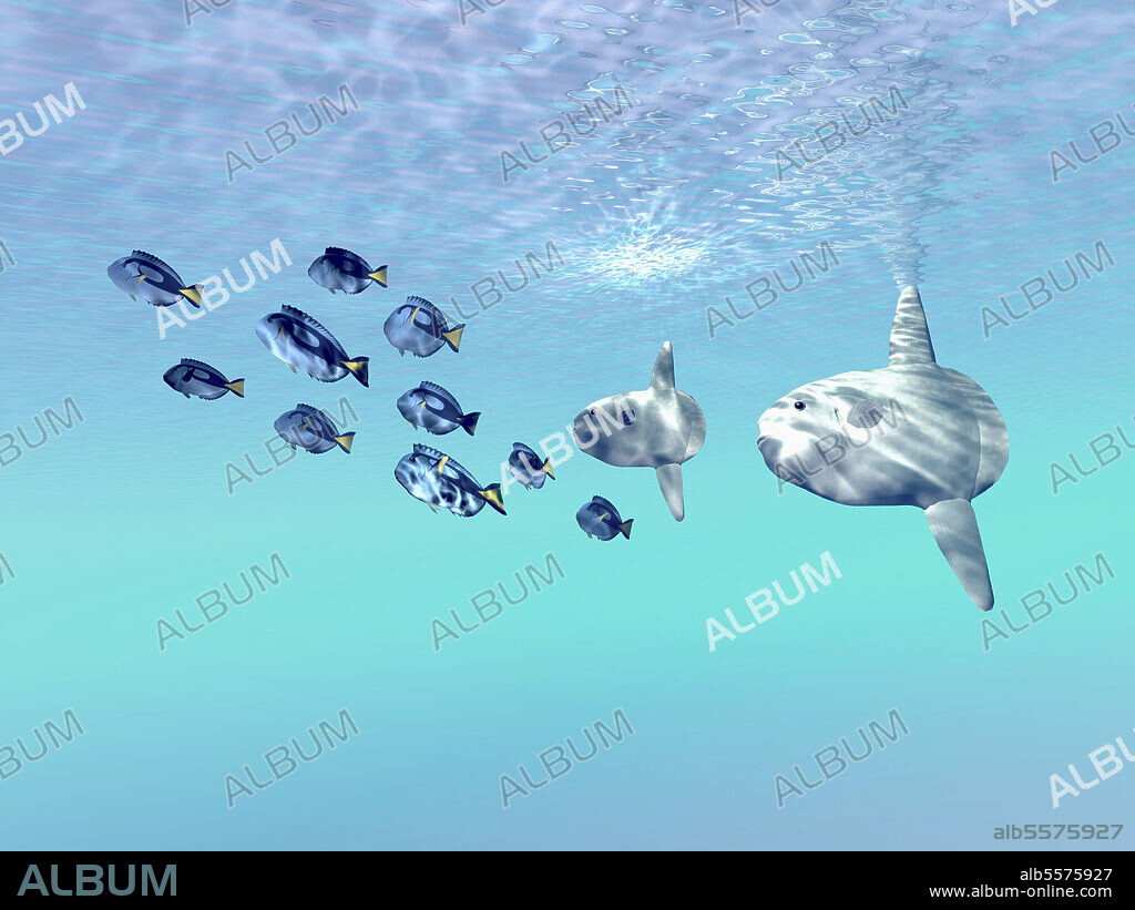 Two large sunfish escort a school of Blue Tango fish. - Album alb5575927