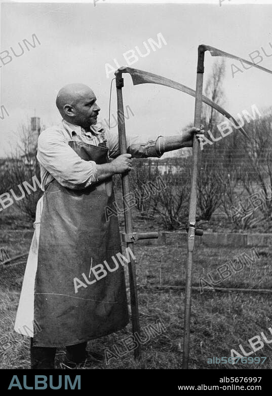 Technology / Scythe. Two scythes, with the model on the right allowing mowing in upright position due to the larger angle between the blade and the handle. Photo, undat.