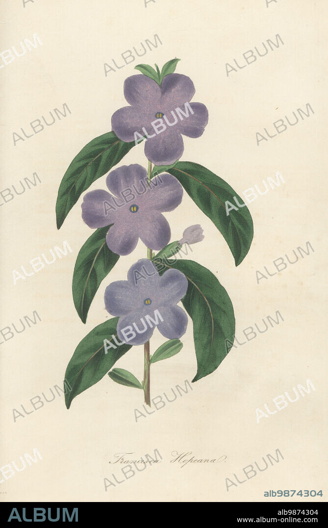 Manac, Brunfelsia uniflora. Poisonous shrub native to the Caribbean and South America, used in ayahuasca and other potions. Introduced from Brazil by Marshal Beresford to his sister Mrs Thomas Hope. One-flowered francisea, Francisea hopeana. Handcoloured engraving from Joseph Paxtons Magazine of Botany, and Register of Flowering Plants, Volume 1, Orr and Smith, London, 1834.