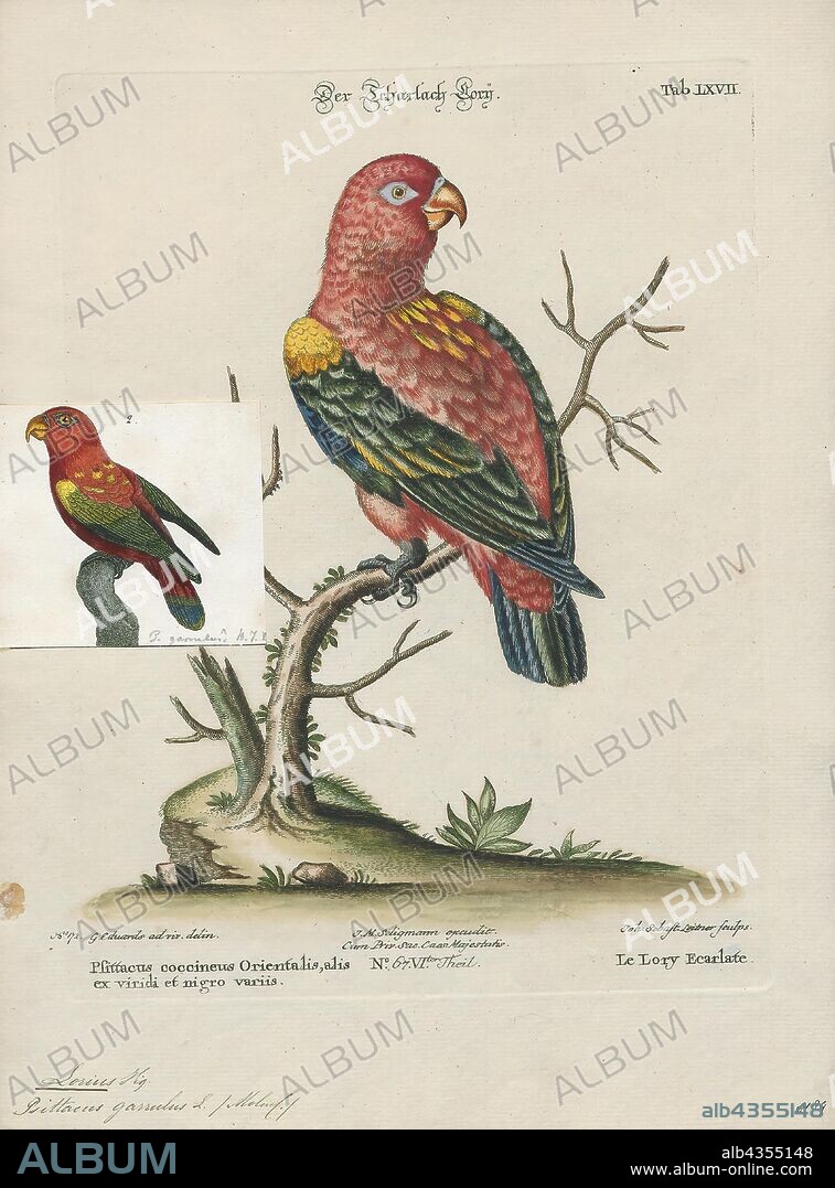 Lorius garrulus, Print, The chattering lory (Lorius garrulus) is a forest-dwelling parrot endemic to North Maluku, Indonesia. It is considered vulnerable, the main threat being from trapping for the cage-bird trade., 1700-1880.