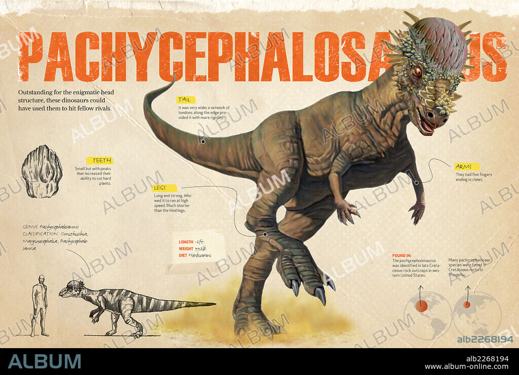 Pachycephalosaurus. Infographics about the pachycephalosaurus, a herbivorous dinosaur from the Cretaceous period with a shield on the top of its head.