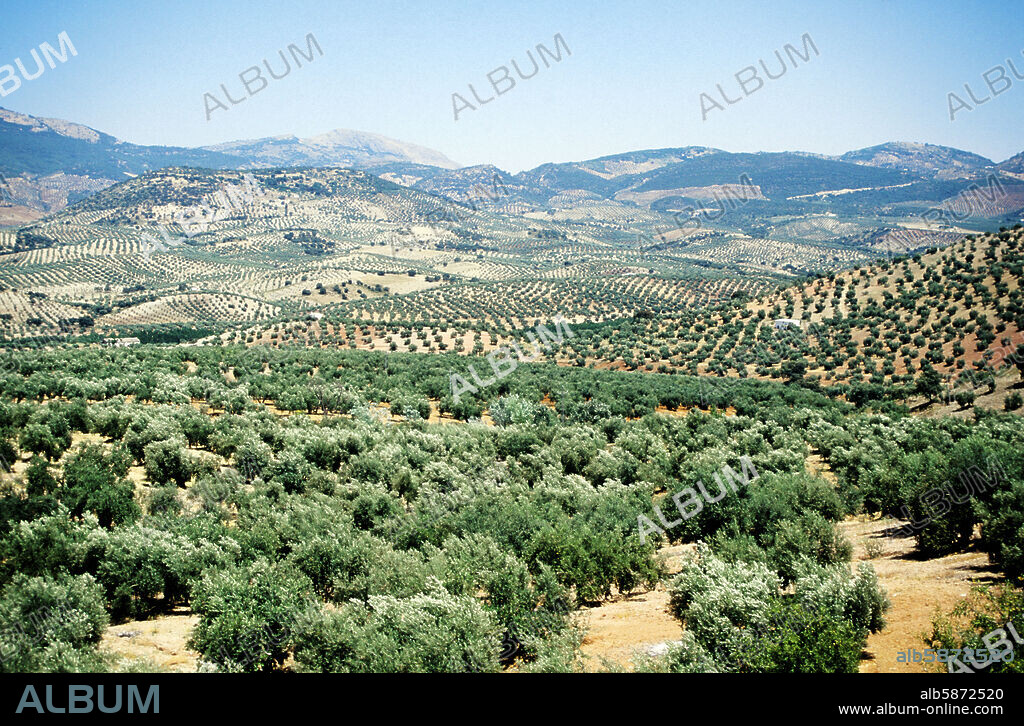 olive tree fields and landscape.