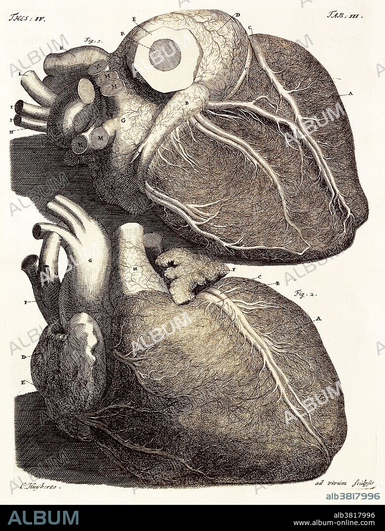 Heart anatomy. 18th-century artwork showing the anatomical structure of the heart from the front and back. This artwork is from "Thesaurus Anatomicus", a work published in nine volumes (1701-1714) by the Dutch anatomist Frederik Ruysch (1638-1731). Ruysch was known for his used of embalming techniques to prepare anatomical works, and is thought to be one of the first to use arterial injections to aid preservation of detail. This copy is from the library of the Paris Faculty of Medicine.