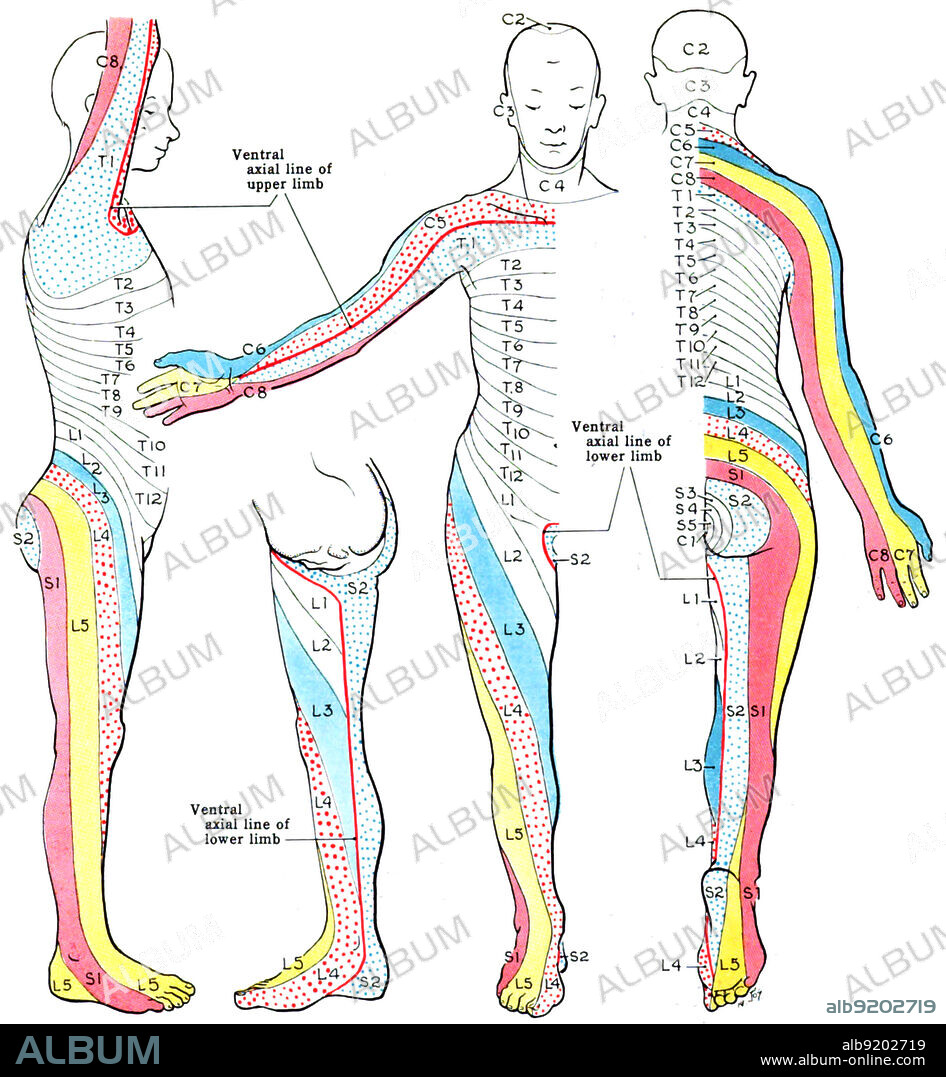 Dermatomes of Human Body, Illustration - Album alb9202719