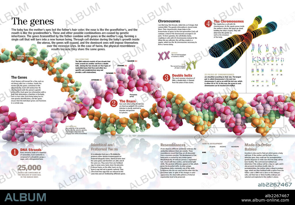 The genes. Infographic of the structure of DNA and the mechanism of genetic inheritance in people.