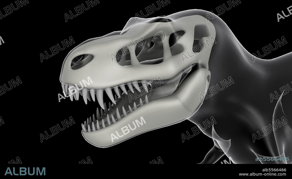 Tyrannosaurus rex skull, x-ray view.