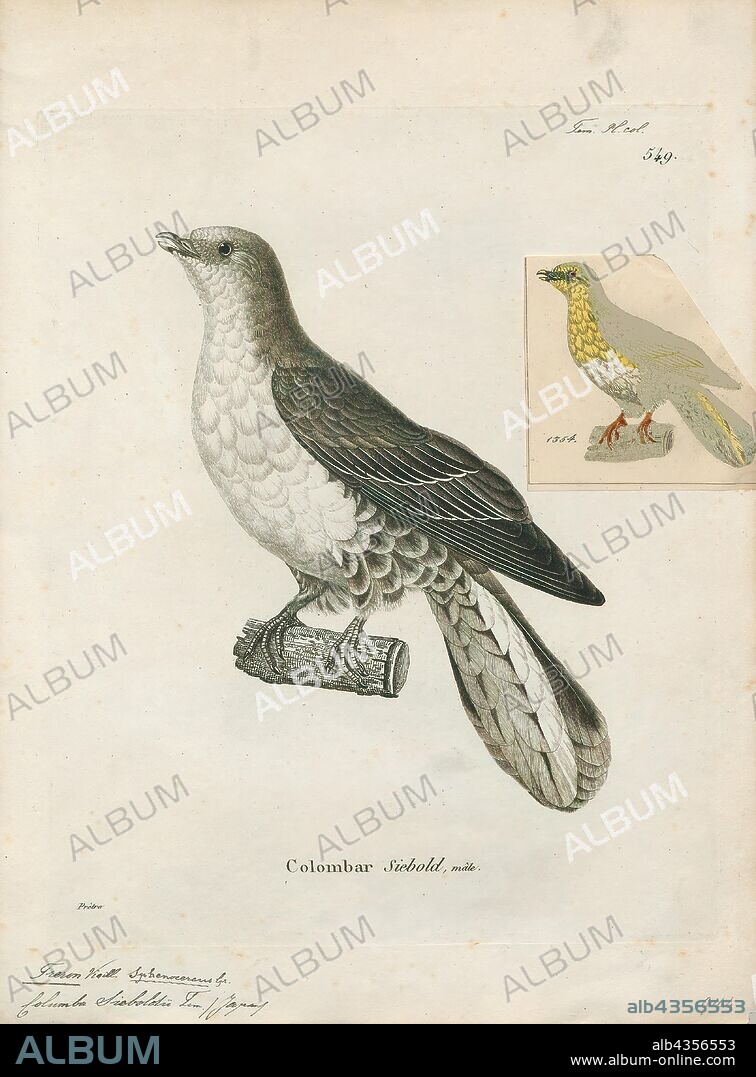 Treron sieboldii, Print, The white-bellied green pigeon (Treron sieboldii) is a species of bird in the family Columbidae. It is found in China, Japan, South Korea, Laos, Russia, Taiwan, Thailand, and Vietnam. Its natural habitat is temperate forests., 1700-1880.