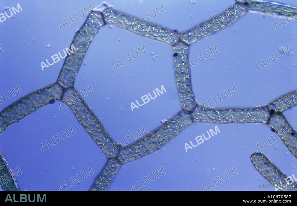 Light micrograph of green algae in the genus Hydrodictyon. Living specimen. The common name for members of this genus is water net, due to the large, pentagonal or hexagonal mesh shape. Differential Interference Contrast (DIC) illumination. Magnification: 50 x at 35mm.