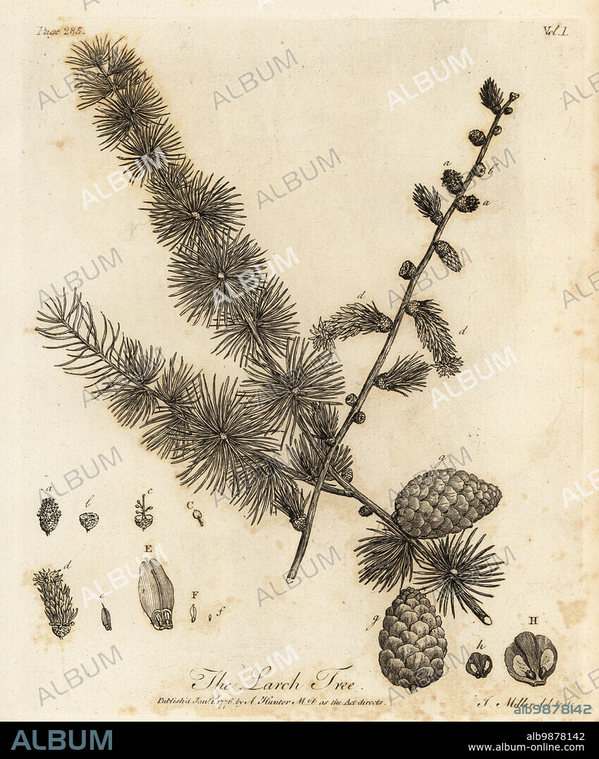 European larch, Larix decidua. Larch Tree, Pinus larix. Copperplate engraving drawn and engraved by John Miller (Johann Sebastian Muller) from John Evelyns Sylva, or A Discourse of Forest Trees and the Propagation of Timer, J. Dodsley, London, 1776.