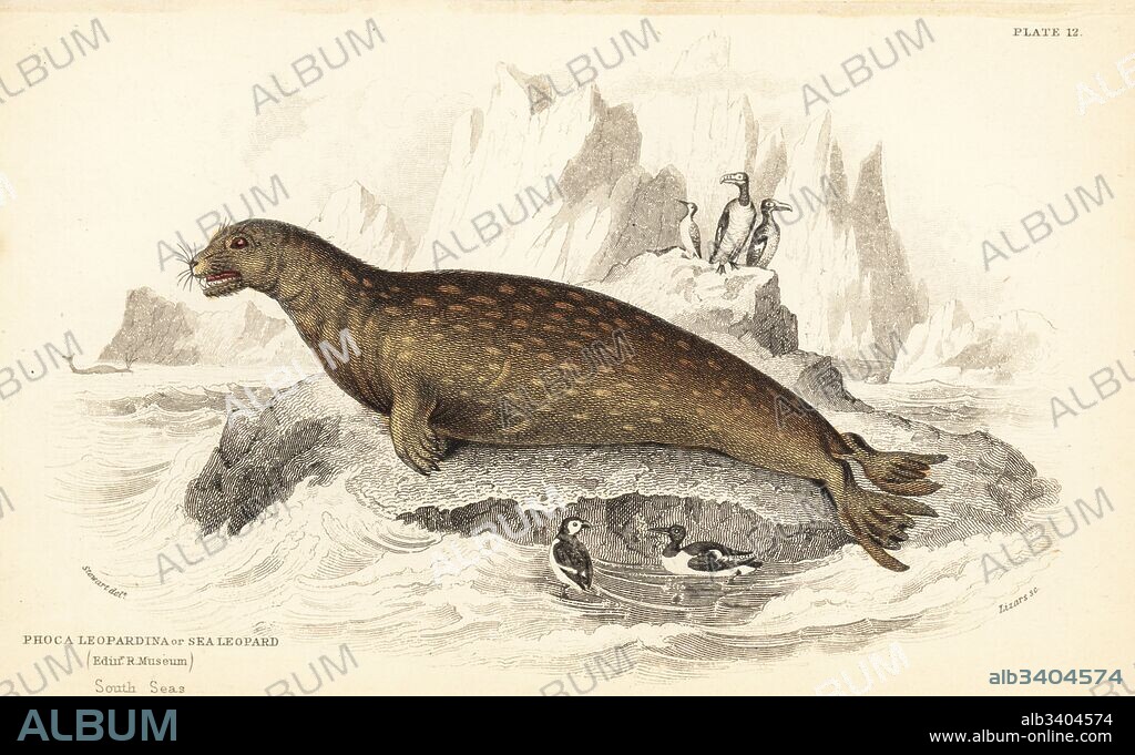 Weddell seal, Leptonychotes weddellii (Sea leopard, Phoca leopardina). South Seas. From a specimen in Edinburgh Royal Museum. Handcoloured steel engraving by W.H. Lizars after an illustration by James Stewart from Robert Hamilton's Amphibious Carnivora, part of Sir William Jardine's Naturalist's Library: Mammalia, Edinburgh, 1839.