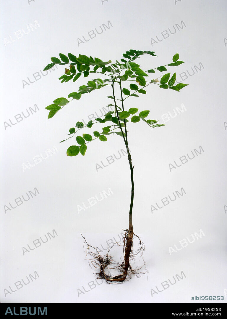 FALSA ACACIA ó ROBINIA. (Robinia pseudoacacia). Arbol de la familia ...