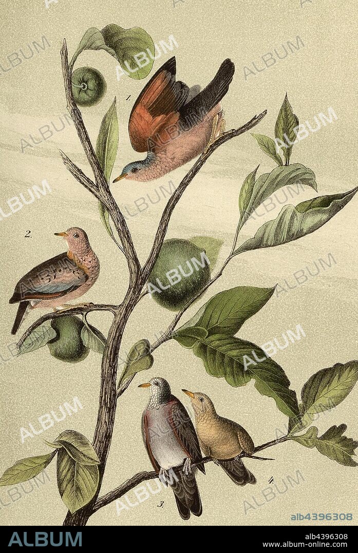 Ground Dove - Wild Orange, Sperlingbane (Columbina passerina, Columba passerina), orange tree, Signed: J.J. Audubon, J.T. Bowen, lithograph, Pl. 283 (Vol. 5), Audubon, John James (drawn); Bowen, J. T. (lith.), 1856, John James Audubon: The birds of America: from drawings made in the United States and their territories. New York: Audubon, 1856.
