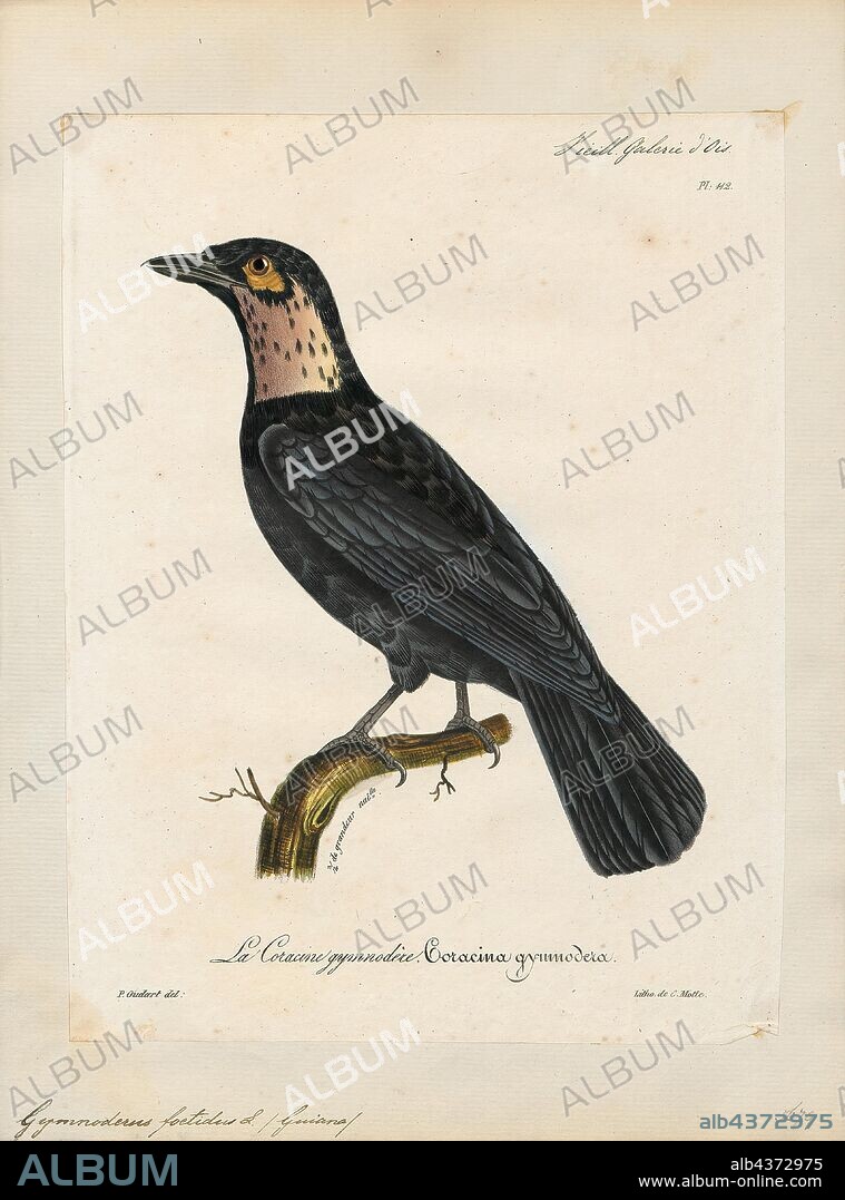 Gymnoderus foetidus, Print, The bare-necked fruitcrow (Gymnoderus foetidus) is a species of bird in the family Cotingidae. It is the only member of the genus Gymnoderus. It is found in the Amazon Rainforest, especially near rivers. It is relatively common, but generally rarer and more local north of the Amazon River. Both sexes are overall mainly blackish, but the male has distinctive, large greyish-blue facial- and neck-wattles and greyish-white wings, which flash conspicuously in flight., 1825-1834.