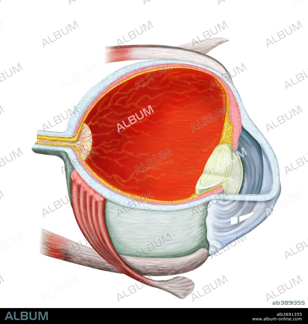 Cross section of human eye.