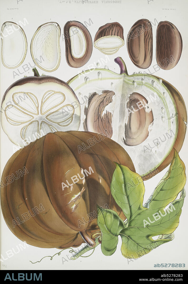 Hodgsonia Heteroclita, H. f. et T. (Fruit), still image, 1855, Fitch, W. H. (Walter Hood) (1817-1892), Hooker, Joseph Dalton, Sir (1817-1911).