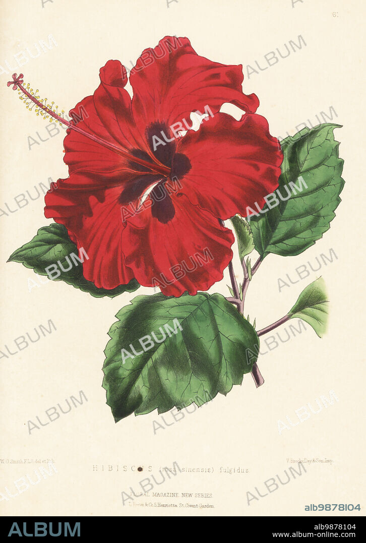 Chinese hibiscus, China rose, Hawaiian hibiscus, rose mallow and shoeblack plant, Hibiscus rosa-sinensis. Provided by William Bull of King's Road, Chelsea, from the South Sea Islands. As Hibiscus (rosa-sinensis) fulgidus. Handcolored botanical illustration drawn and lithographed by Worthington George Smith from Henry Honywood Dombrain's Floral Magazine, New Series, Volume 2, L. Reeve, London, 1873. Lithograph printed by Vincent Brooks, Day & Son.