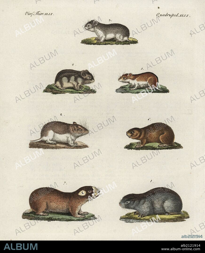 Meadow jumping mouse, Zapus hudsonius 1, sandy mole rat, Spalax arenarius 2, grey dwarf hamster, Cricetulus migratorius 3, Siberian hamster, Phodopus sungorus 4, Chinese hamster Cricetulus barabensis 5, northern mole vole, Ellobius talpinus 6, and Cape mole rat, Georychus capensis 7. Handcoloured copperplate engraving from Bertuch's "Bilderbuch fur Kinder" (Picture Book for Children), Weimar, 1798. Friedrich Johann Bertuch (1747-1822) was a German publisher and man of arts most famous for his 12-volume encyclopedia for children illustrated with 1,200 engraved plates on natural history, science, costume, mythology, etc., published from 1790-1830.