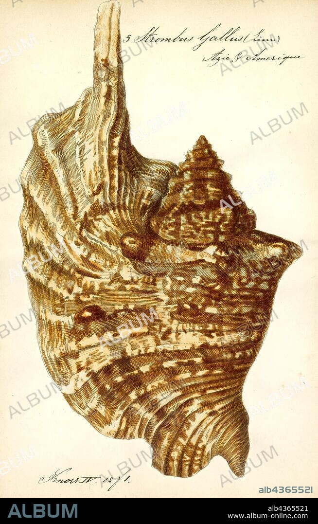 Strombus gallus, Print, Lobatus gallus, previously known as Strombus gallus, common name the rooster conch or rooster-tail conch, is a species of medium-sized sea snail, a marine gastropod mollusk in the family Strombidae, the true conchs.