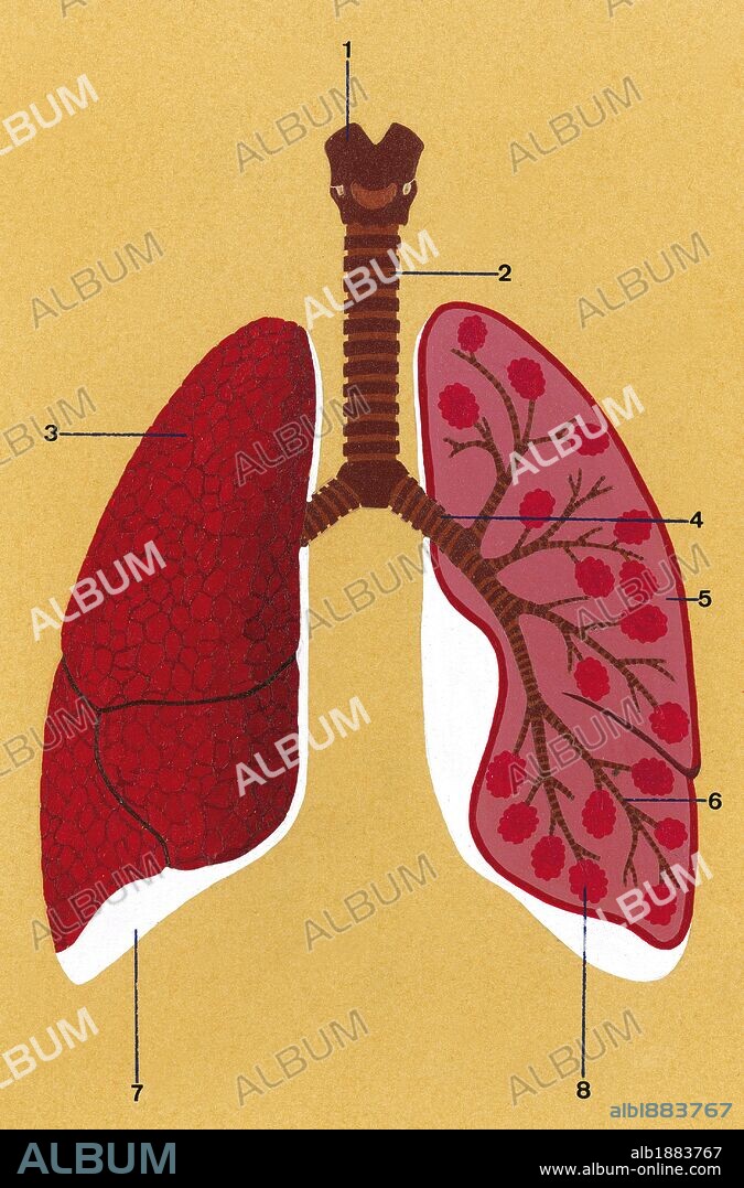 Lungs Drawing Vector Art, Icons, and Graphics for Free Download