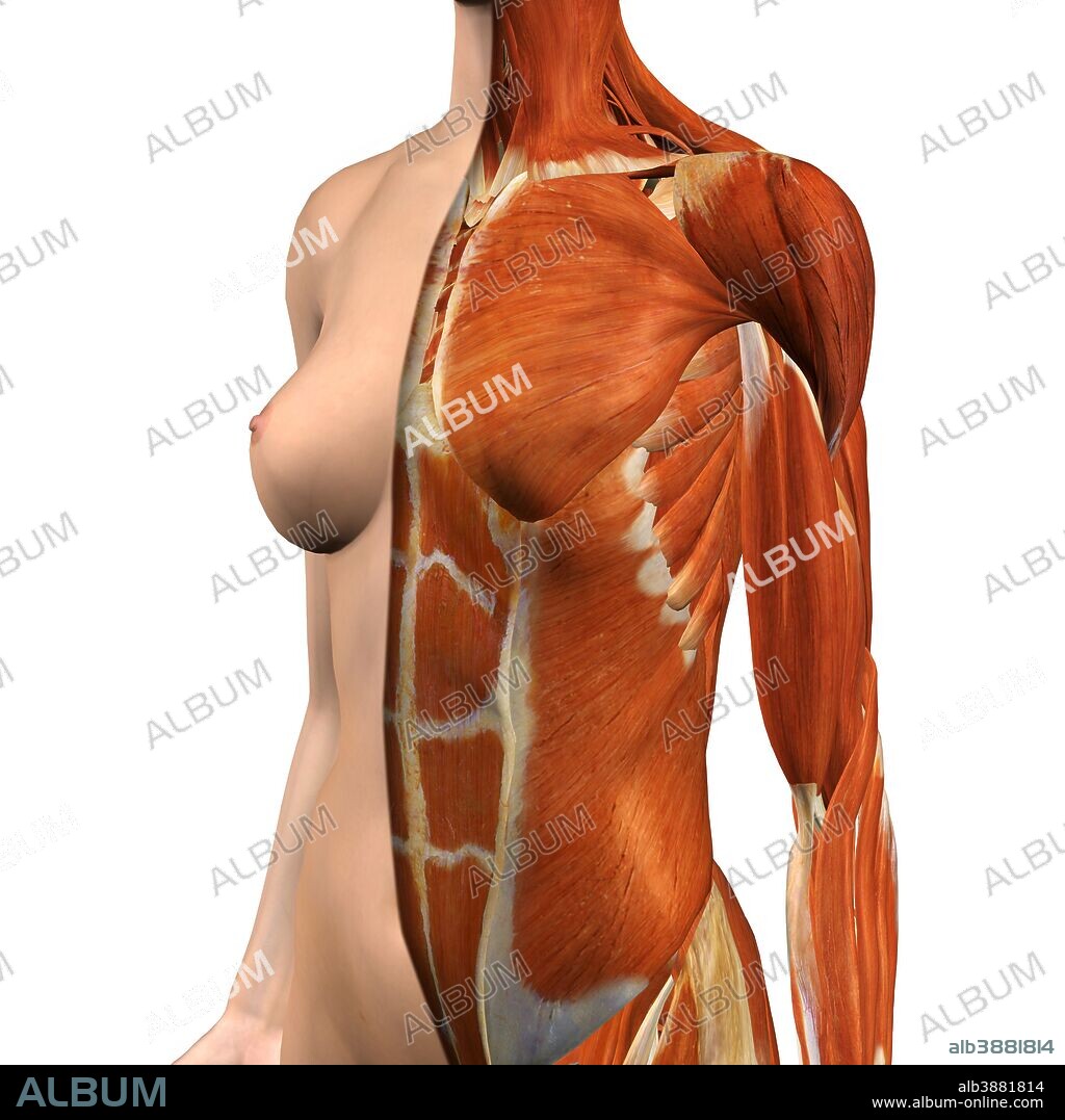 Posterazzi PSTHAG700032H Female Chest and Abdomen Muscles, Split Skin  Layer, Three Quarter Side View Photo Print, 11 x 17, Multi