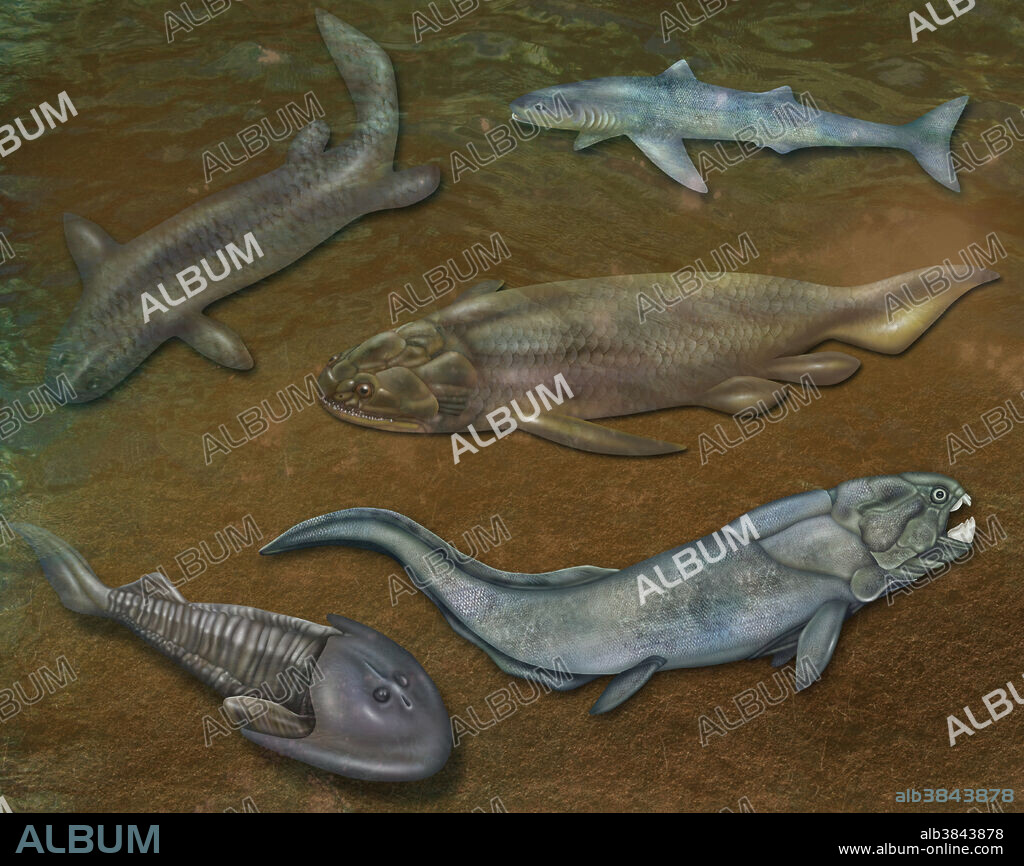 Illustration of prehistoric fishes. Cladoselache, Panderichthys, Holoptychius, Pacoderms, and Cephalaspis.