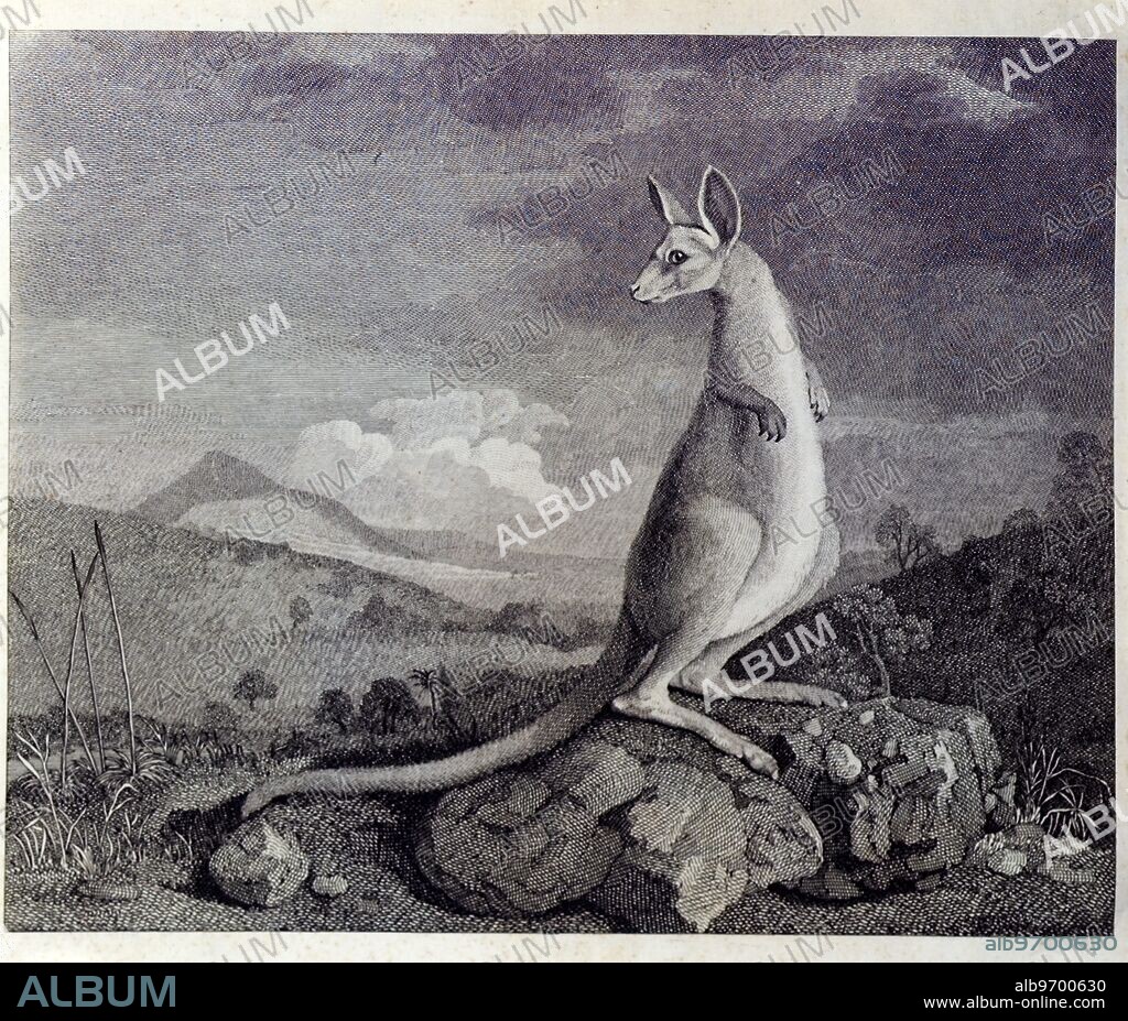 A kangaroo, New Holland (Australia), late 18th century. Engraving after a painting by George Stubbs, for which his model was a skin brought to England by Joseph Banks.