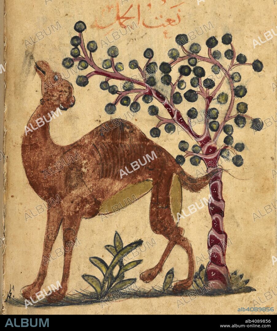 A camel passing a tree. Kitab Na't al-hayawan (book of the characteristics of animals). Middle East, 13th century. A treatise on animals and the medical properties of the various parts of their bodies, compiled from works of Aristotle and Ibn Bakhtishu'. Source: Or.2784 f.131v. Language: Arabic.