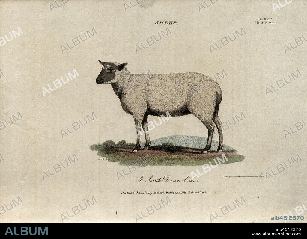 Sheep: A South Down Ewe, Southdown Sheep, Ewe, Signed: Scott del, Fig. 29,  Pl. XXX, after p. 1140, Scott (del.), R.W. Dickson: Practical agriculture,  or, a complete system - Album alb4512370