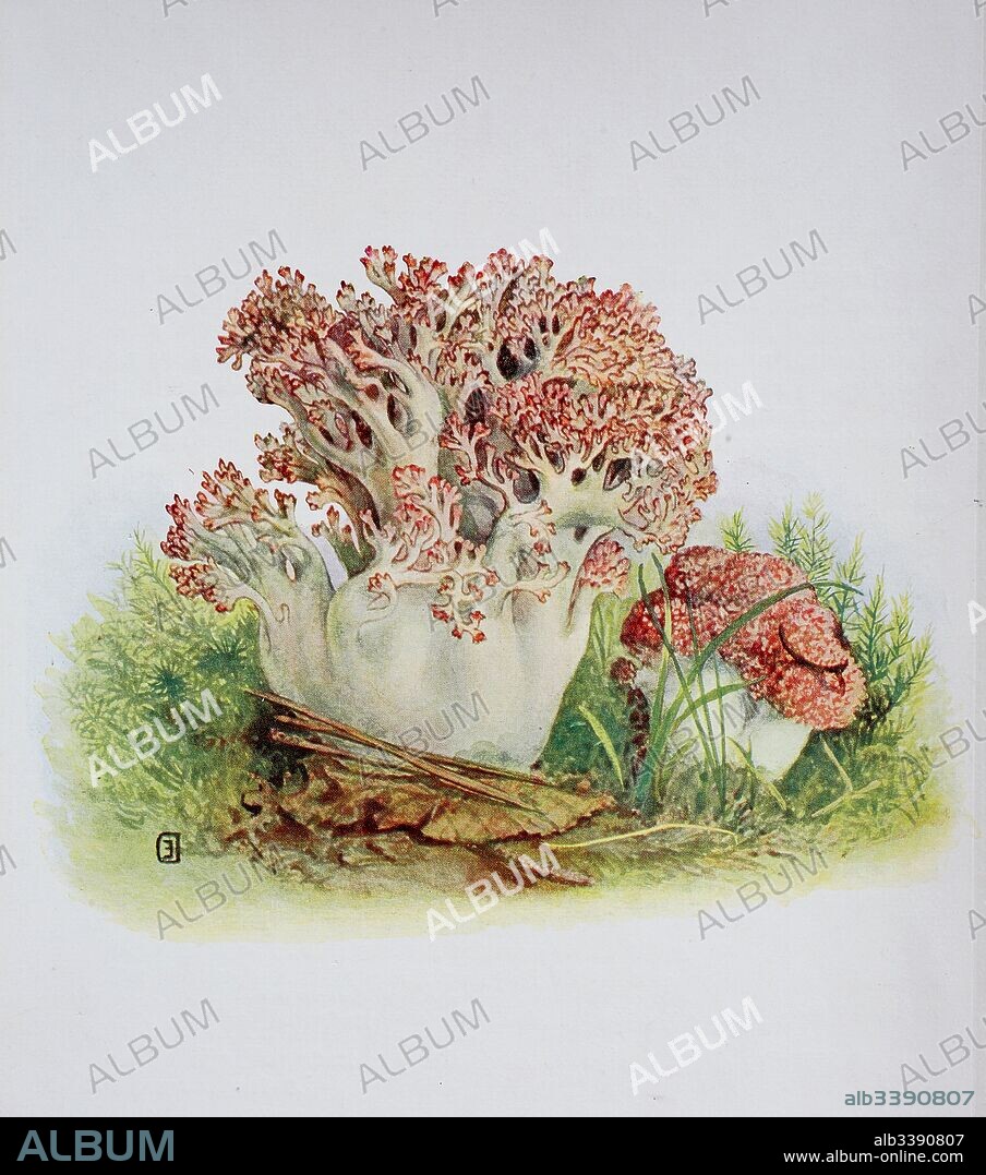 Ramaria botrytis, commonly known as the clustered coral, the pink-tipped coral mushroom, or the cauliflower coral, digital reproduction of an ilustration of Emil Doerstling (1859-1940).