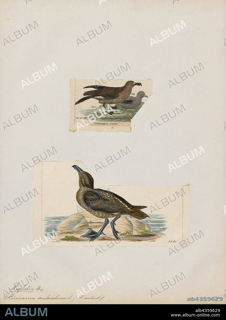 Stercorarius antarctica, Print, The brown skua (Stercorarius antarcticus), also known as the Antarctic skua, subantarctic skua, southern great skua, southern skua, or hakoakoa (Maori), is a large seabird that breeds in the subantarctic and Antarctic zones and moves further north when not breeding. Its taxonomy is highly complex and a matter of dispute, with some splitting it into two or three species: Falkland skua (S. antarcticus), Tristan skua (S. hamiltoni), and subantarctic skua (S. lönnbergi). To further confuse, it hybridizes with both the south polar and Chilean skuas, and the entire group has been considered to be a subspecies of the great skua, a species otherwise restricted to the Northern Hemisphere., 1700-1880.