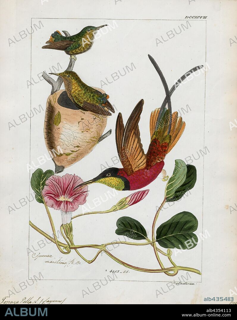 Topaza pella, Print, The crimson topaz (Topaza pella) is a species of hummingbird in the family Trochilidae., 1820-1860.
