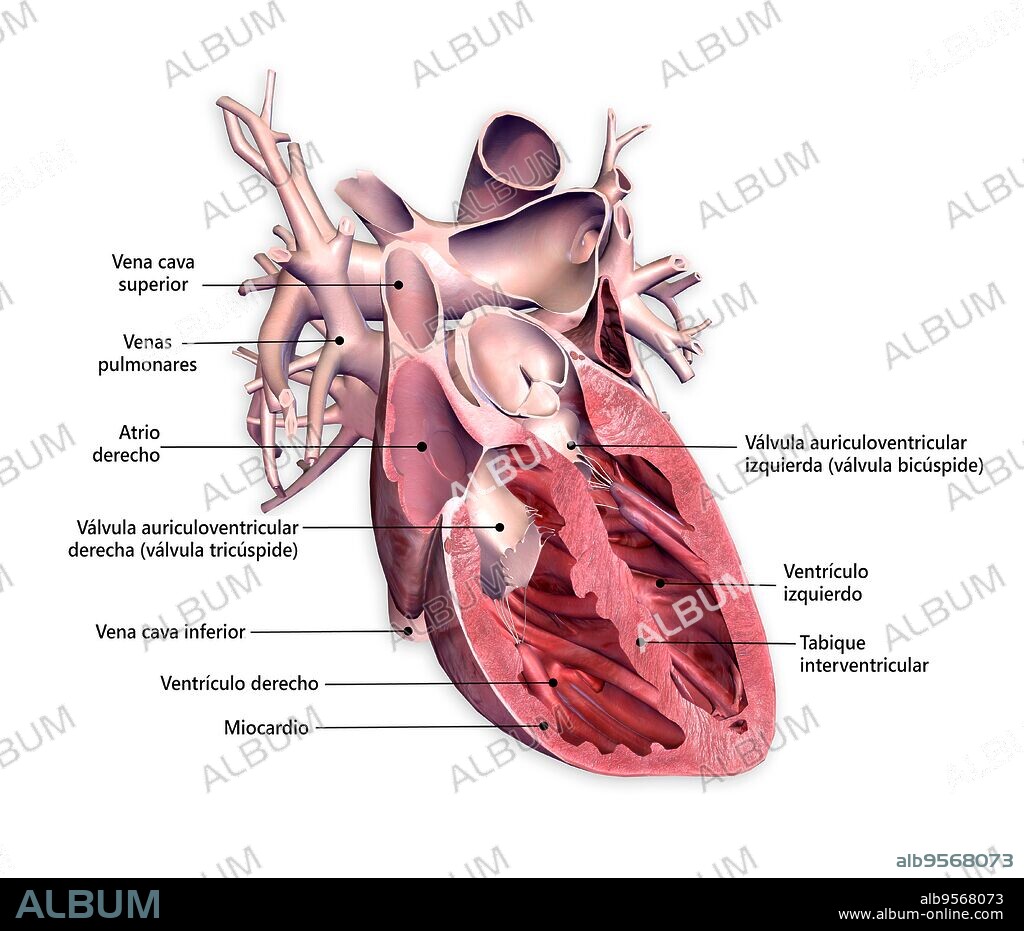 Cross section of human heart with labels.