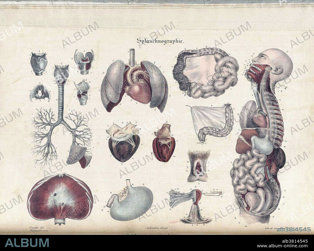 Anatomical illustration from Anatomie methodique, ou Organographie humaine (Systematized anatomy, or human organography), published in 1829, by Jean-Baptiste SarlandiEre. Anatomie mEthodique consists of 17 leaves of text and 15 leaves of color lithographed plates depicting human anatomy based upon SarlandiEre's dissections. His intended audience ranged from physicians and surgeons and their students to students of painting and sculpture. The noted artist Louis Courtin (fl. 1809-1841) created the drawings and some of the lithography, though most of the plates attribute the lithographic work to Delaporte. In some copies, the illustrations are in black and white only. In 1831, the work was published in Latin, under the title, Anatomia methodica, and in 1835 and 1837 it was published in New York in English under the title Systematized anatomy.