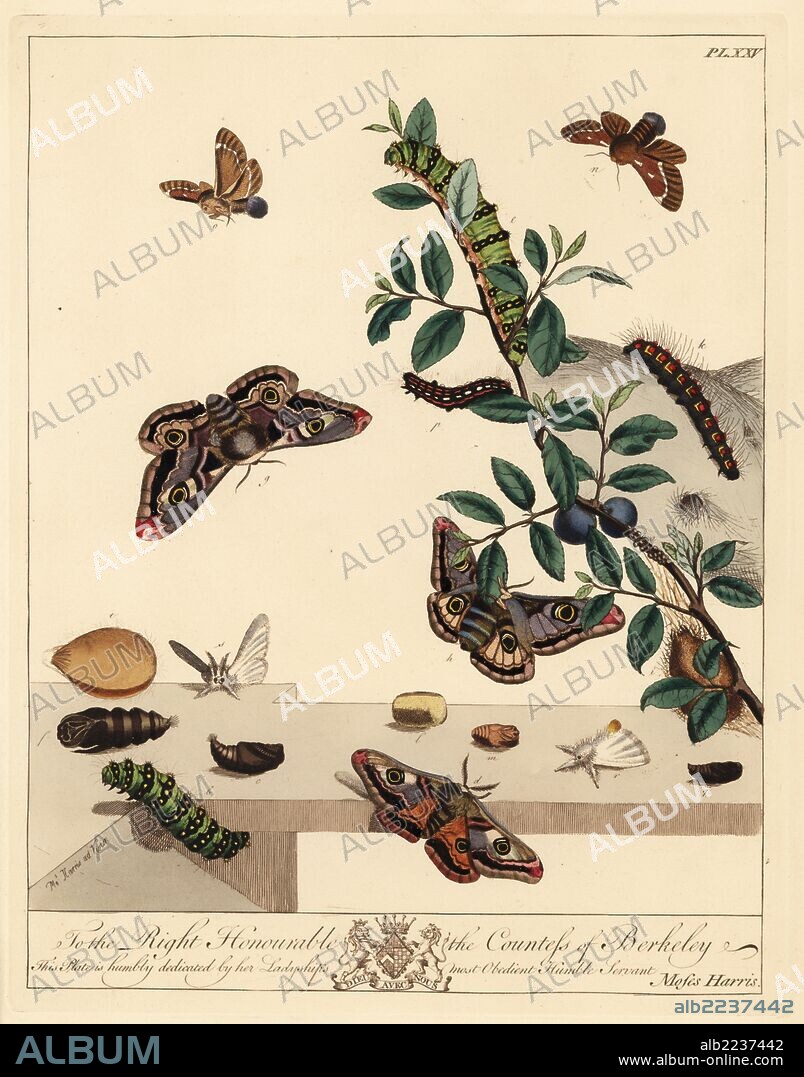 Small emperor moth, Saturnia pavonia, smaller eggar moth, Eriogaster lanestris, and yellow-tail moth, Euproctis similis, on bilberry leaves, Vaccinium myrtillus. Handcoloured lithograph after an illustration by Moses Harris from "The Aurelian; a Natural History of English Moths and Butterflies," new edition edited by J. O. Westwood, published by Henry Bohn, London, 1840.