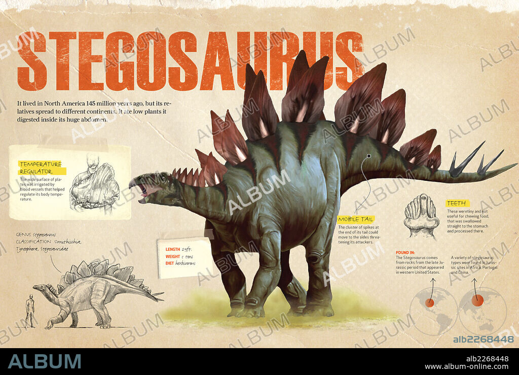 Stegosaurus. Infographics about the Stegosaurus, a dinosaur from the ornithischia family and a herbivore from the Jurassic period whose fossils were found in North America.