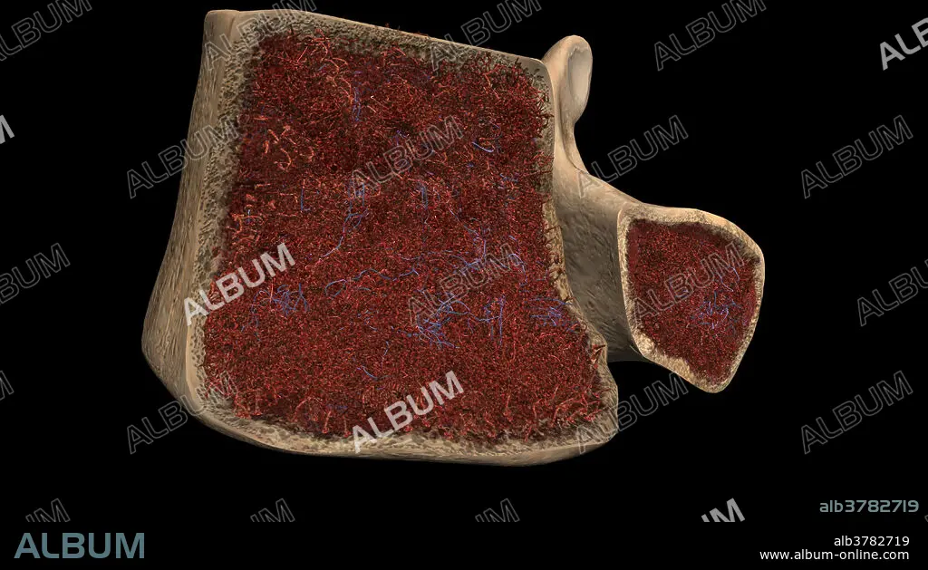 Bone Marrow, Vertebral Body Cross-Section - Album alb3782719